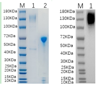 Reducing 4%-20% SDS-PAGE (CBB stained) and WB (Anti-His Mouse Monoclonal antibody) analysis profiles of purified PCDH11Y.
1. PCDH11Y: 1 μg
2. BSA: 1 μg
